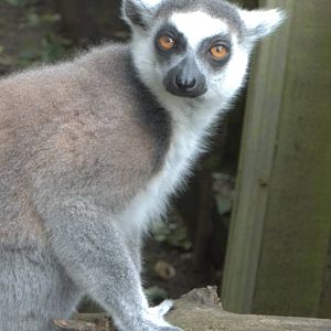 Ring-tailed Lemur, 11th October 2014