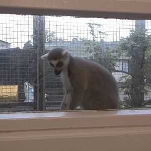Keeping a watch over the zoo kitchen, 11th October 2014