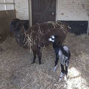Fudge and two days old baby, 12th October 2014
