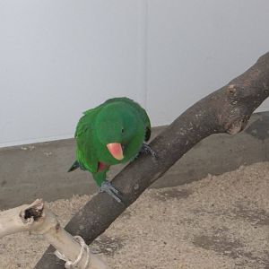 Eckie climbs down to his food, 12th October 2014