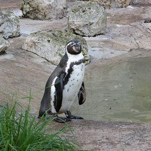 Webster is the last to go to bed, 12th October 2014