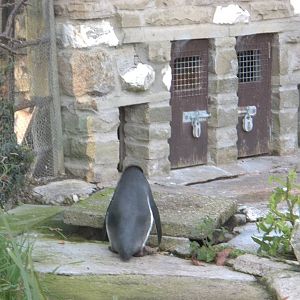 Webster finally heads for bed, 12th October 2014