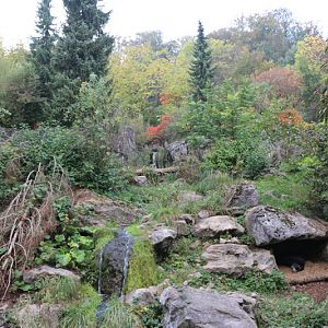 spectacled bears and coati
