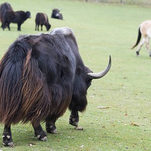 Yaks and Horses
