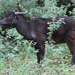 Mountain Anoa (Bubalus quarlesi)
