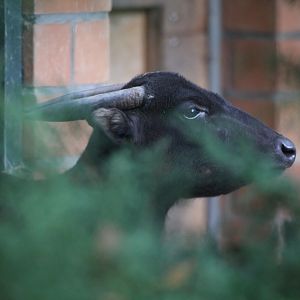 Mountain Anoa (Bubalus quarlesi)