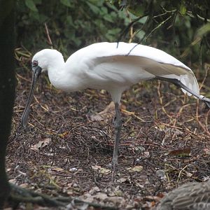 Black-faced Spoonbill (Platalea minor)