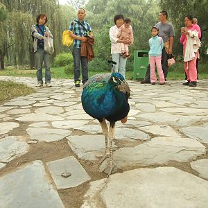 Peafowl