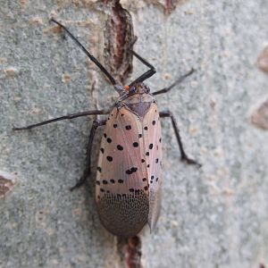 Lycorma delicatula