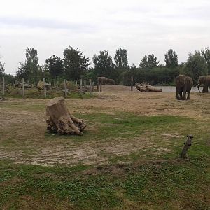 Asiatic elephant enclosure