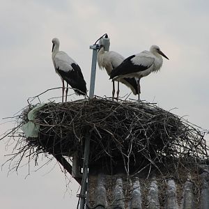 Nesting White storks