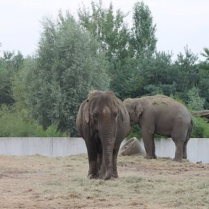 Asiatic elephants