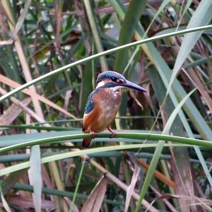 Common Kingfisher