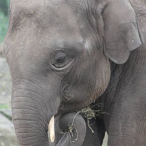 Asiatic elephant