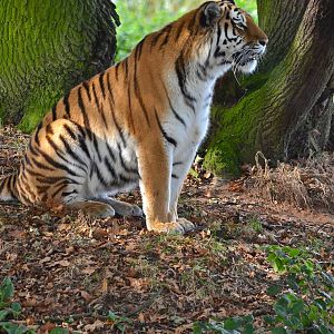 Male Tiger