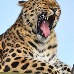 Male Leopard