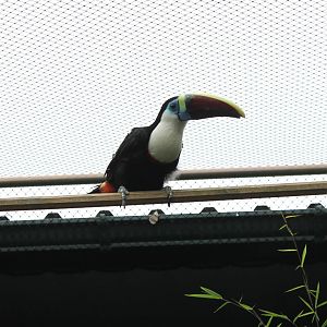 Red-billed toucan