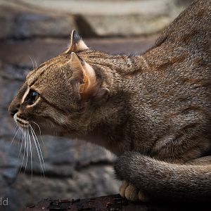 Rusty-spotted cat : RSCC : 12 Oct 2014