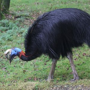 Northern Cassowary (Casuarius unappendiculatus rufotinctus) male