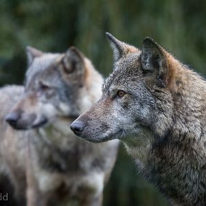 Eurasian wolf : Wingham : 13 Oct 2014