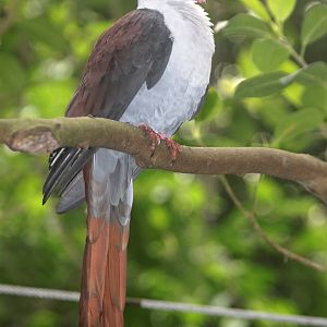 Great cuckoo-dove (Reinwardtoena reinwardti)