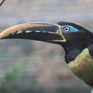 Chestnut-eared Aracari (Pteroglossus castanotis)