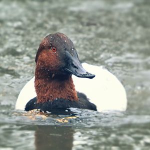 Canvasback