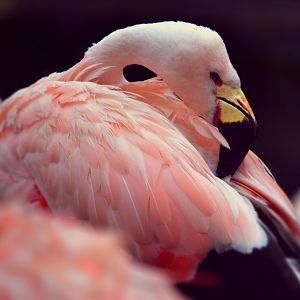 andean flamingo