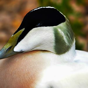 eider drake