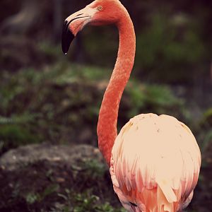 american flamingo