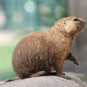 Prairie dog