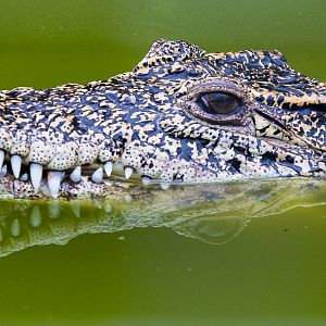 Cuban crocodile : Wingham : 13 Oct 2014