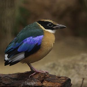Blue-winged Pitta (Pitta moluccensis)