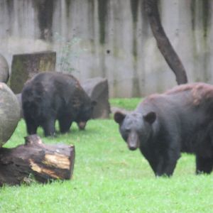 black bears chapultepec zoo