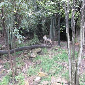 mexican wolf exhibit chapultepec zoo