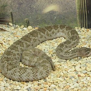 huamantla rattlesnake chapultepec zoo