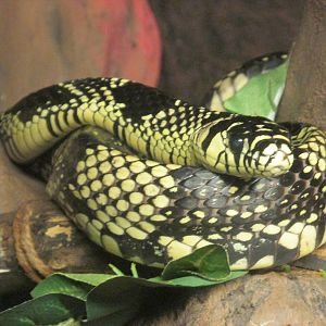mexican tiger snake chapultepec zoo