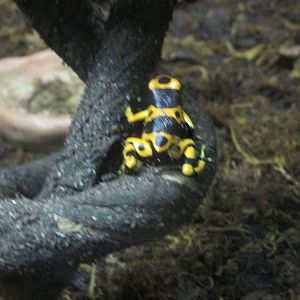 yellow and black poison arrow frog chapultepec zoo