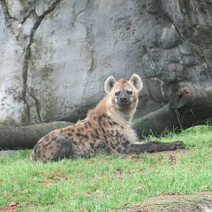 spotted hyena chapultepec zoo