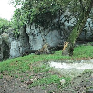spotted hyena exhibit chapultepec zoo