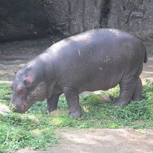 juvenile hippopotamus chapultepec zoo