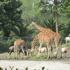 african savanah feeding time chapultepec zoo