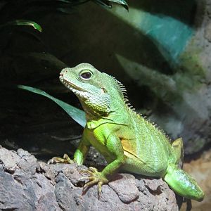 Green Water Dragon