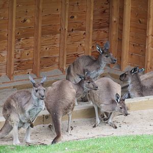 Kangaroos