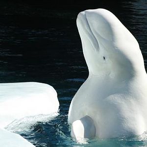 Beluga