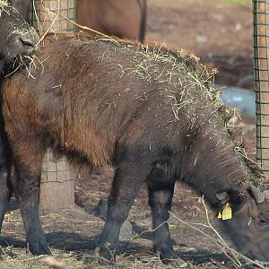 Cape Buffalo calf