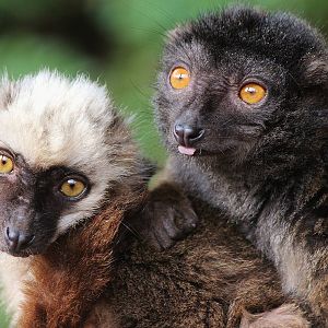 White Collared Lemurs