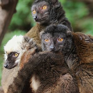 White Collared Lemur