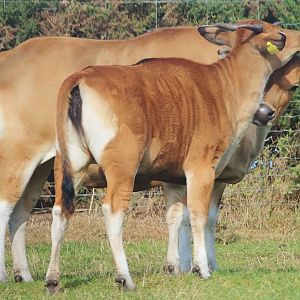 Banteng and calf