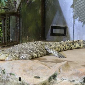 Nile Croc
